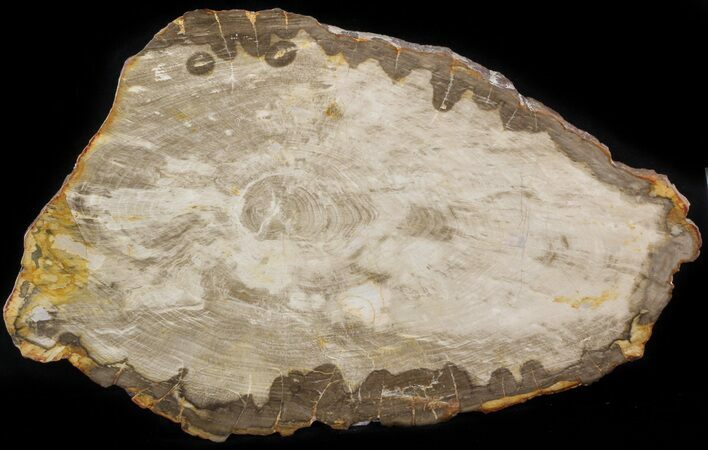 Polished, Jurassic Petrified Wood - Australia (Special Price) #41908